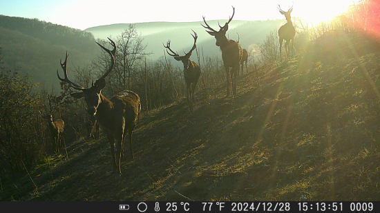 západ slnka s kráľmi