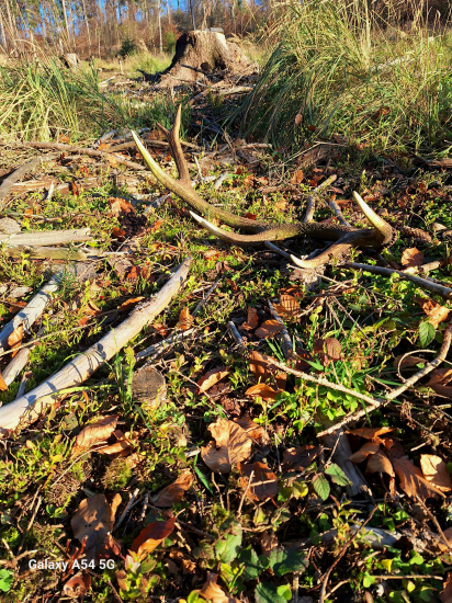 Po 17tich mesiacoch dohľadaný