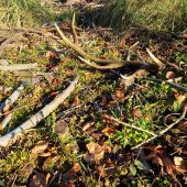 Po 17tich mesiacoch dohľadaný