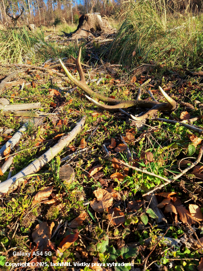 Po 17tich mesiacoch dohľadaný