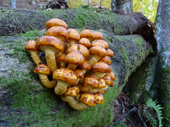 Podpňovka pavučinatá