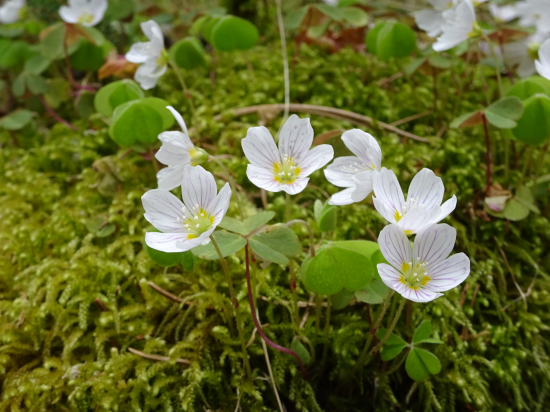 Kyslička obyčajná