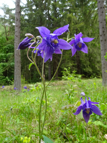 Orlíček obyčajný