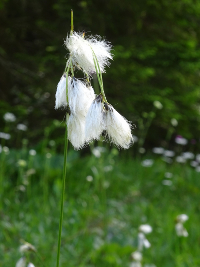 Páperník úzkolistý