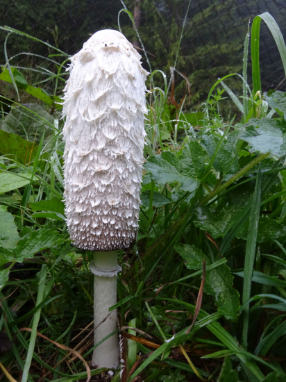 Hnojník (chlpatý...?)