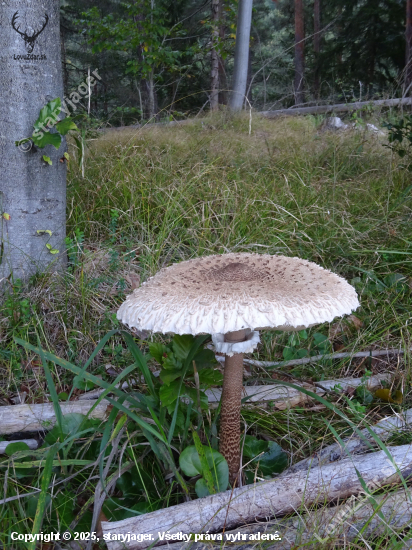 Bedľa