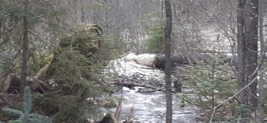Bobor sa dostal až k nám.