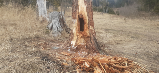 Neskutočná medvedia sila...