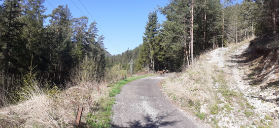 Unikajú pred vlkmi.