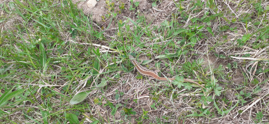 Aj ma trocha ,,skublo