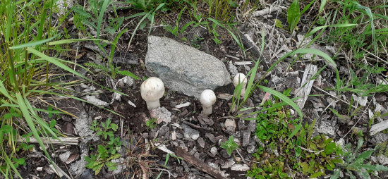 Na úvod 3 pečiaročky...