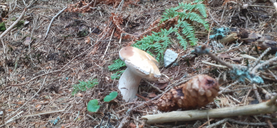 Prvý t.r. a zdravý.