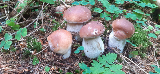 Štyria muškatiery.