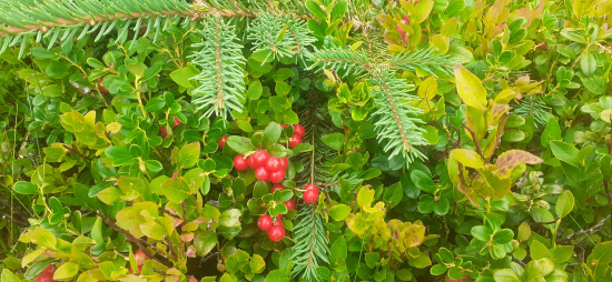 Brusnice-výborné a ,,zdravé