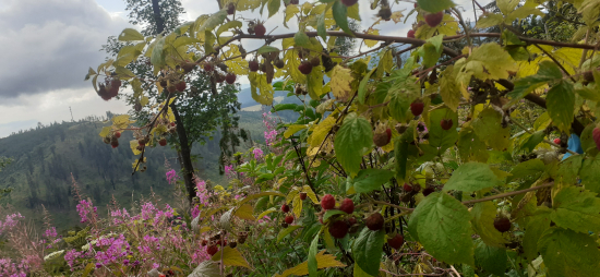 Maliny-posledné sústa.