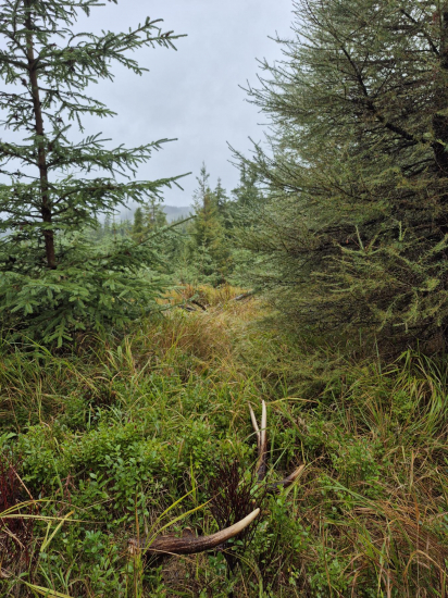 Včerajšia prechádzka.