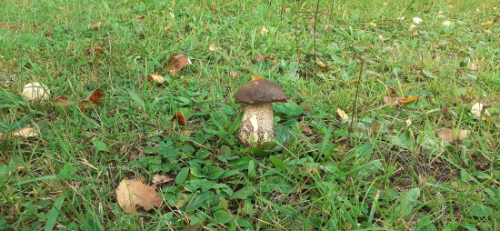 Kozák brezový- brezáčik