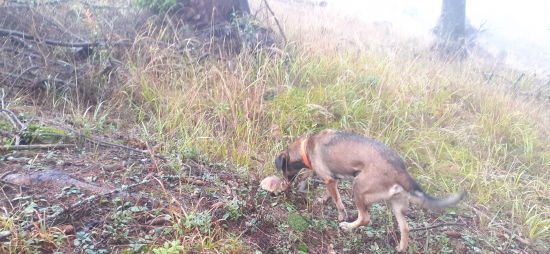 Spoločníčka overuje pravosť...