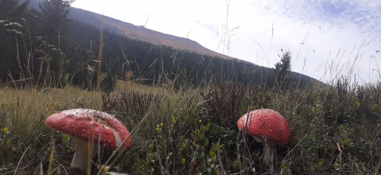 V pozadi Kráľová Hoľa.