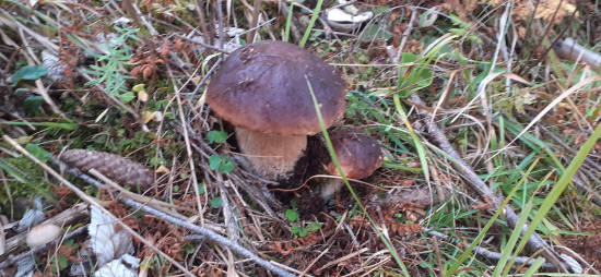 Možno už posledné...