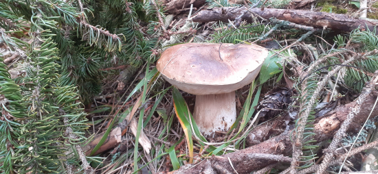 Bol zašitý na kraji.