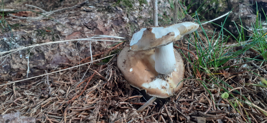 Žeby mama s dcérou...?