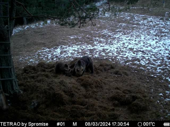 Medveďom chutí všetko.