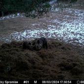 Medveďom chutí všetko.