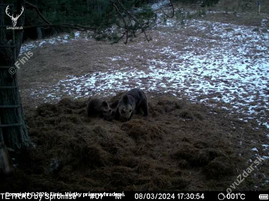 Medveďom chutí všetko.