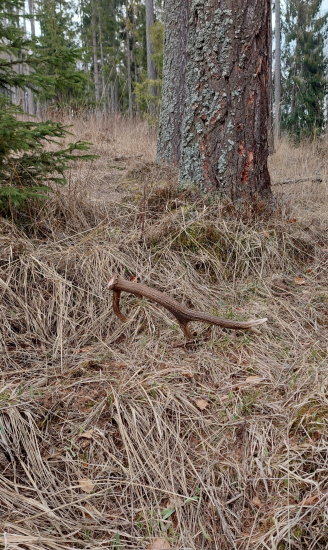 Nedeľná prechádzka