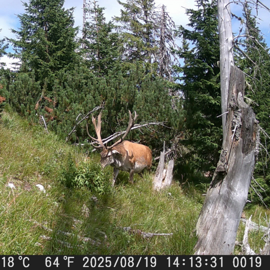 Príchod na rujovisko