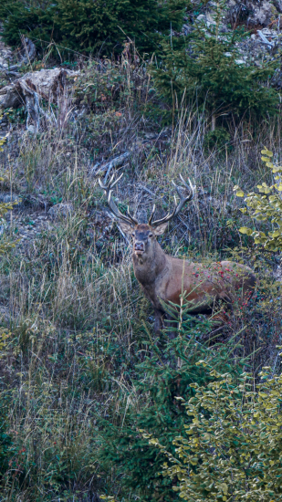 Pohľad do objektívu