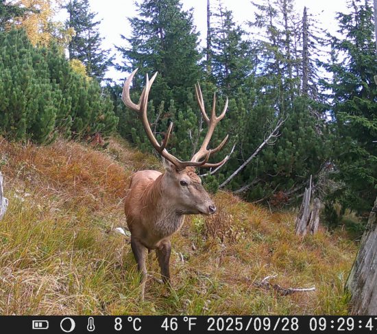 Nepravidelný 12torak