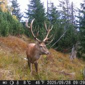 Nepravidelný 12torak