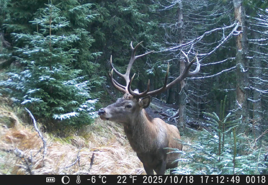 Jelienok a prvý poprašok