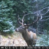 Jelienok a prvý poprašok