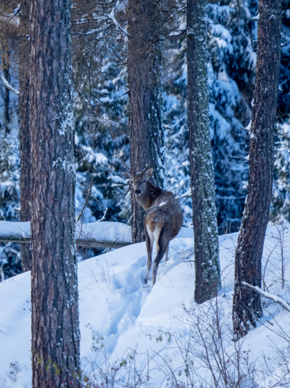 Špicak na prvom snehu