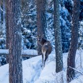 Špicak na prvom snehu