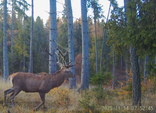 Jeleň s omotanou šnúrkou