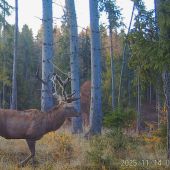 Jeleň s omotanou šnúrkou