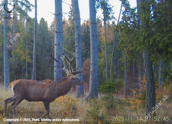 Jeleň s omotanou šnúrkou