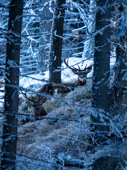 Šťastný nový rok prajem