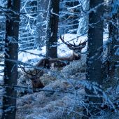 Šťastný nový rok prajem