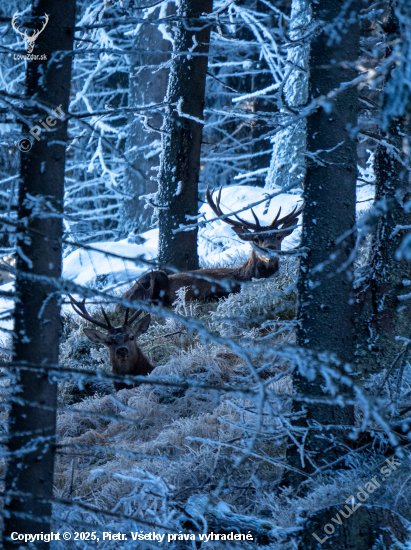 Šťastný nový rok prajem