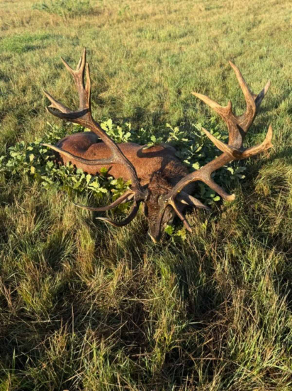 Ruja 2025 v Maďarsku