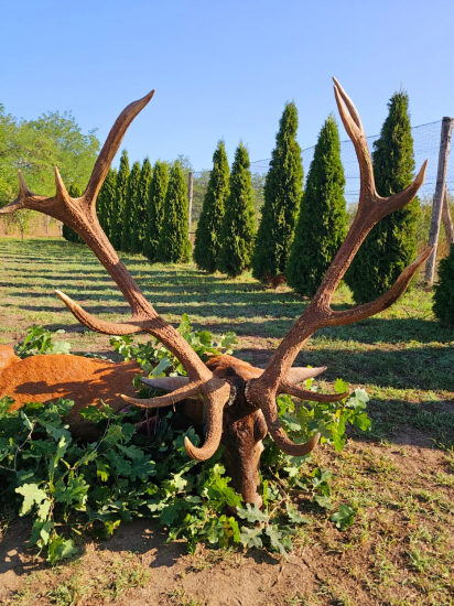 Ďalší nádherný jeleň - 11 kg trofej