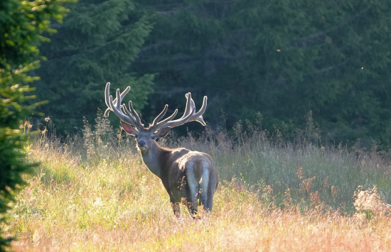 koruna takmer hotová