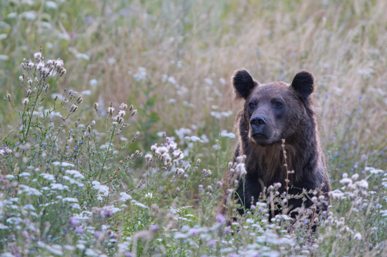 Ráno v Turčianskej kotline