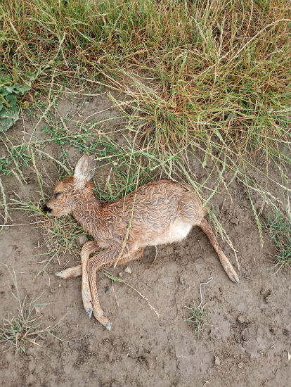 Držte si psov na vôdzke....
