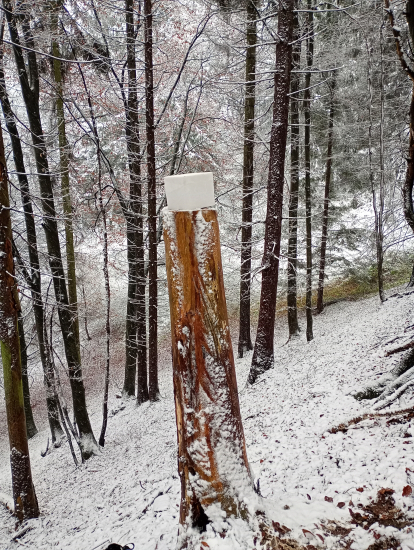 Nové solisko, slúž všetkým obyvateľom lesa...